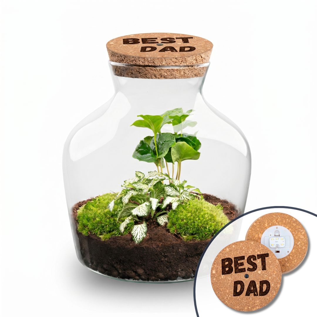 Father's Day Terrarium Little Joe + Custom Engraved Cork With Light - Bottle Garden Diy Kit - Ø 20 Cm ↑ 22 Cm