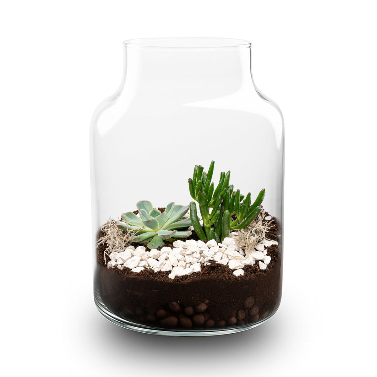 Little Milky Succulent - Open Terrarium - Bottle Garden Diy Kit - Ø 17 Cm ↑ 25 Cm