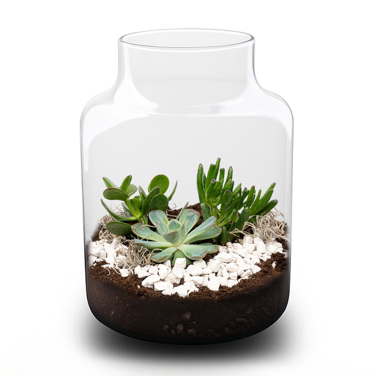 Milky Succulent - Open Terrarium - Bottle Garden Diy Kit - Ø 21 Cm ↑ 30 Cm