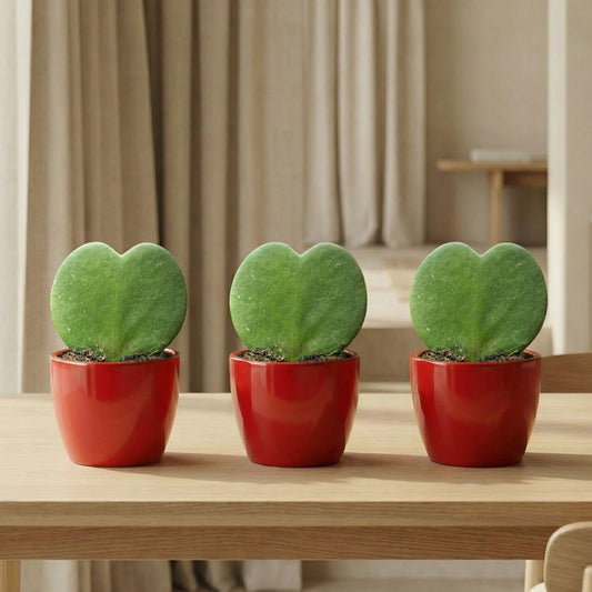 Sweetheart Plant Set - 3X Pot & Plant - Red Or Pink