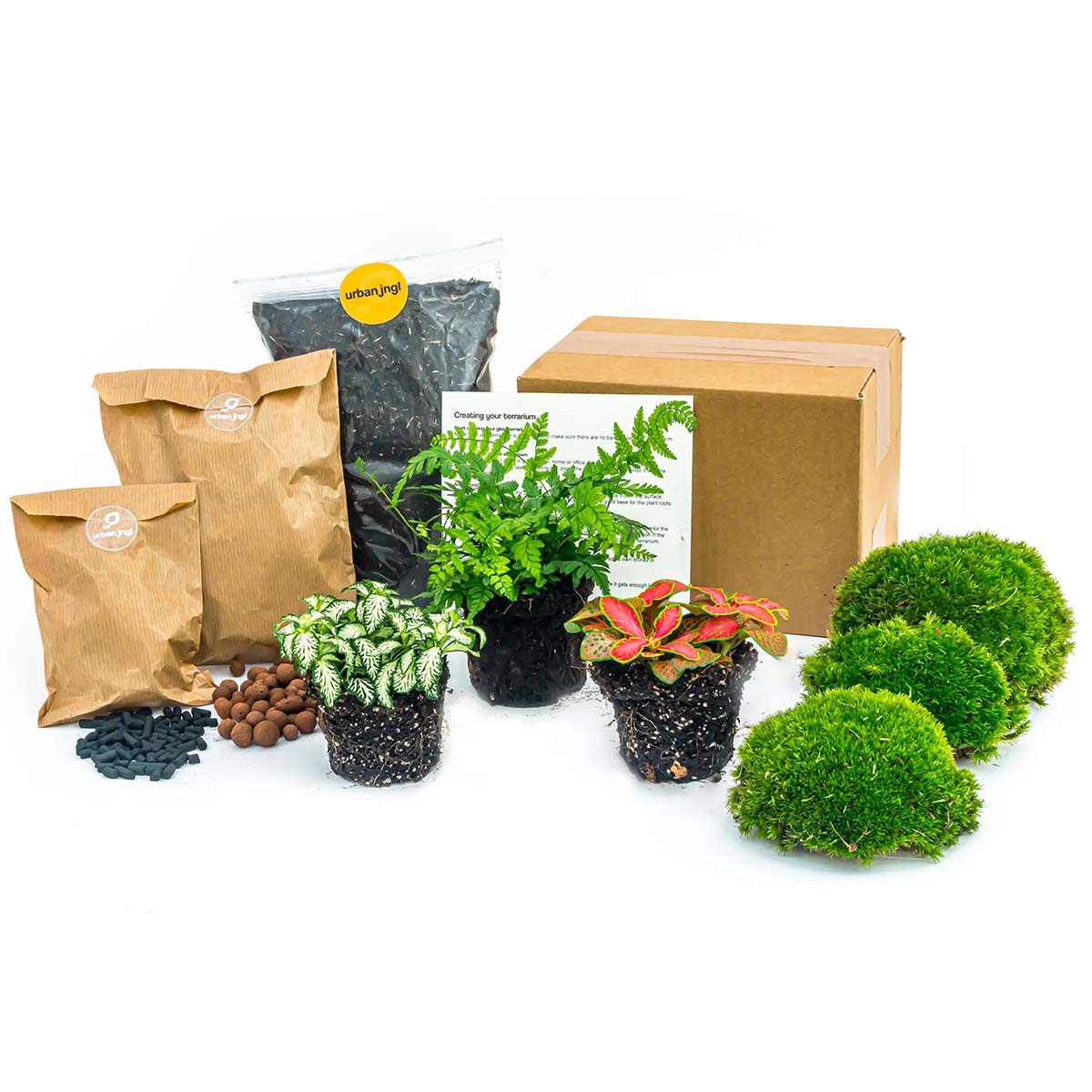 Fern - Plant Terrarium Refill & Starter Kit - 3 Terrarium Plants - Diy