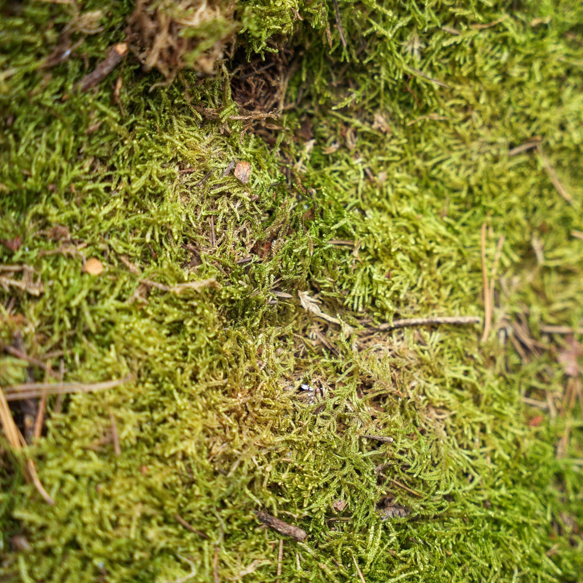 Flat Moss - Dried - Approx. 30 X 20 Cm - 1 Box