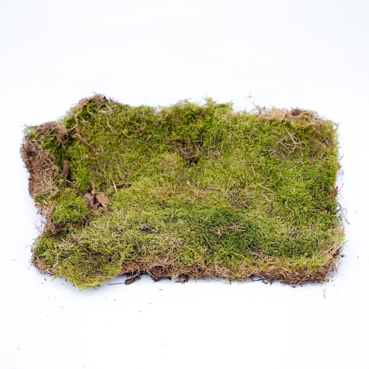 Flat Moss - Dried - Approx. 30 X 20 Cm - 1 Box