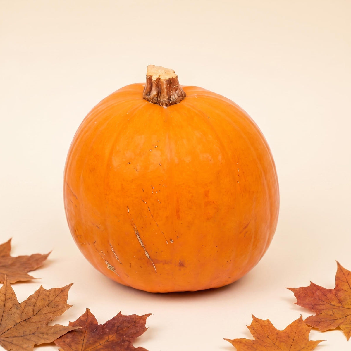 Halloween Pumpkin - Orange - Real - Ø Approx. 19 Cm - Approx. 1,9 Kg