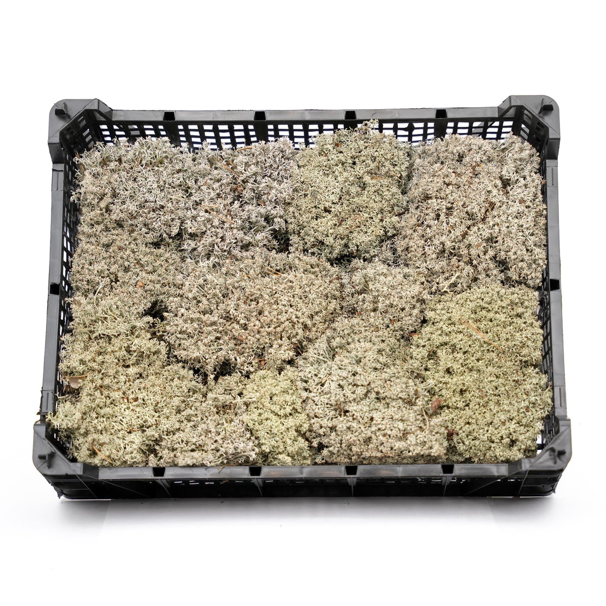 Silver Moss - Tray - 2 Layers Of 20 X 30 X 10 Cm - Real Moss
