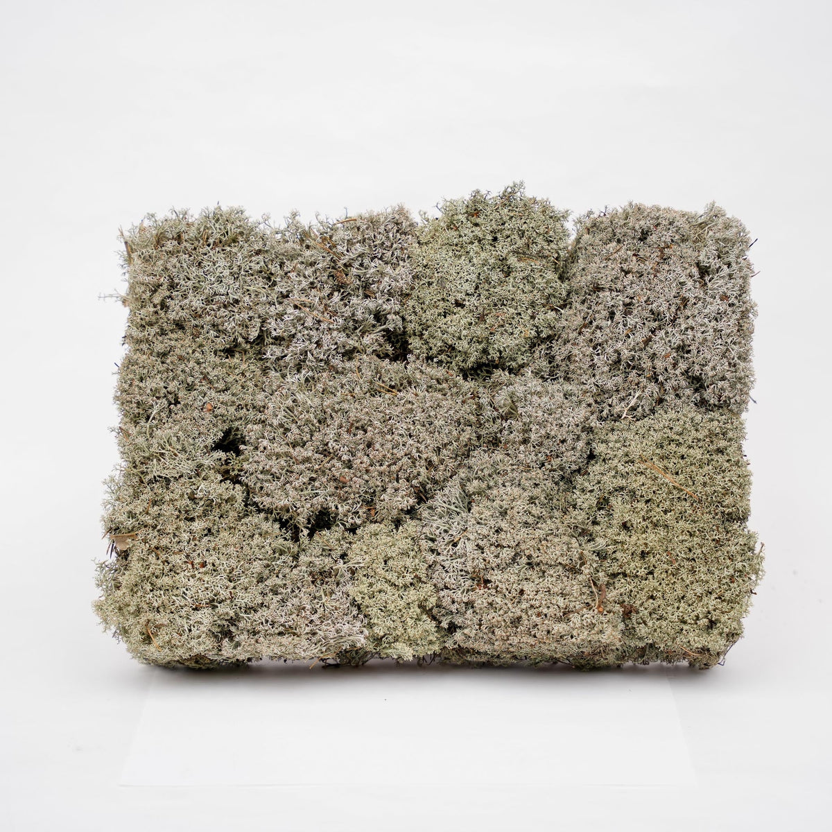 Silver Moss - Tray - 2 Layers Of 20 X 30 X 10 Cm - Real Moss