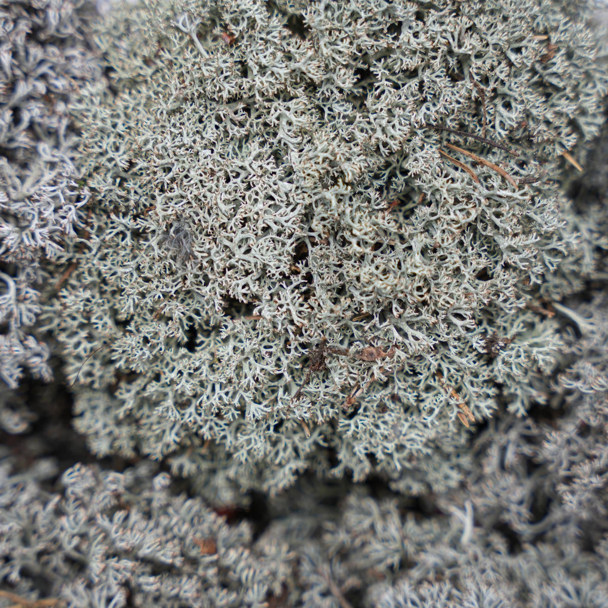 Silver Moss - Tray - 2 Layers Of 20 X 30 X 10 Cm - Real Moss
