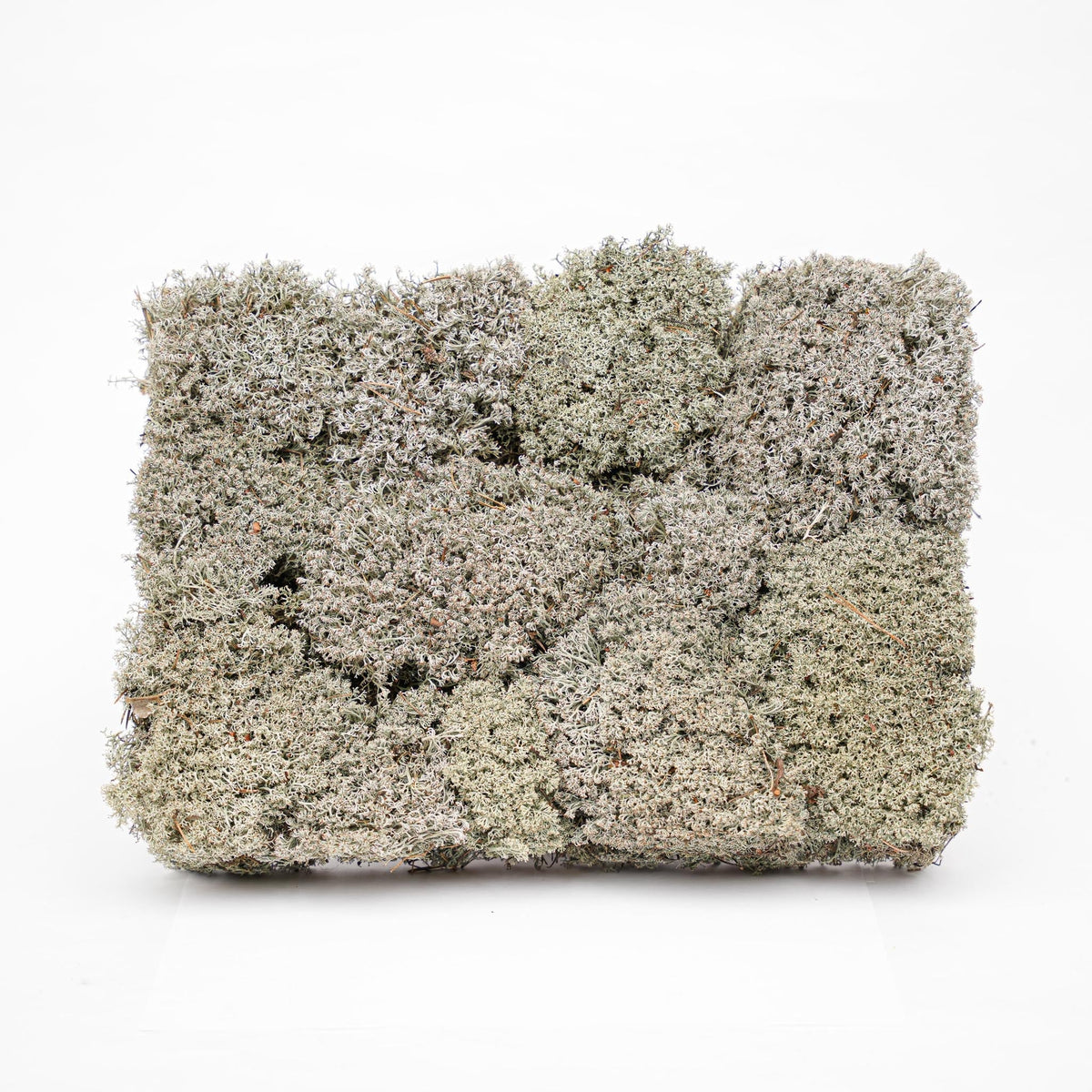 Silver Moss - Tray - 2 Layers Of 20 X 30 X 10 Cm - Real Moss