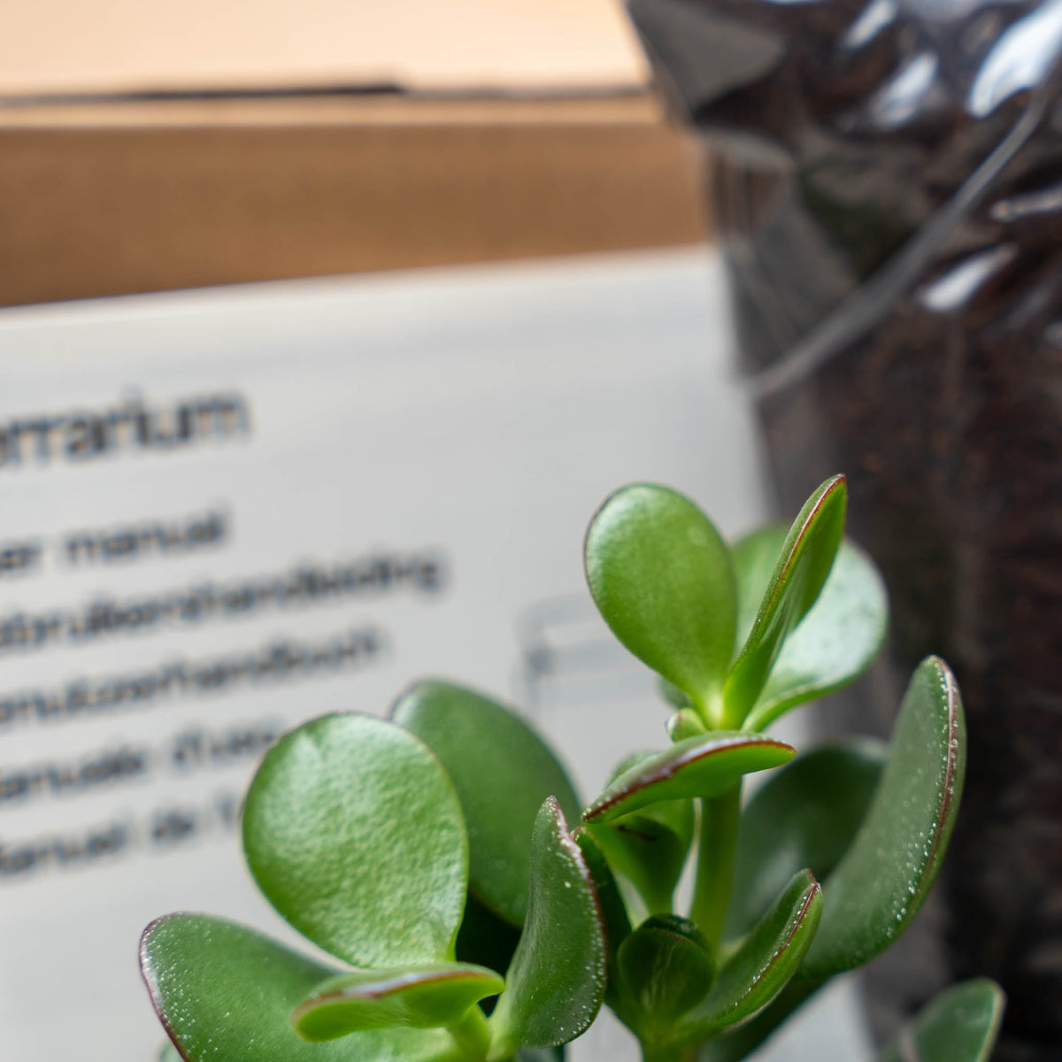 Succulents S/M - Plant Terrarium Refill & Starter Kit - 2 Succulents - Diy