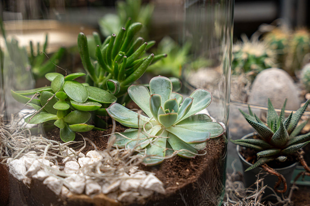 Milky Succulent - Open Terrarium - Bottle Garden Diy Kit - Ø 21 Cm ↑ 30 Cm