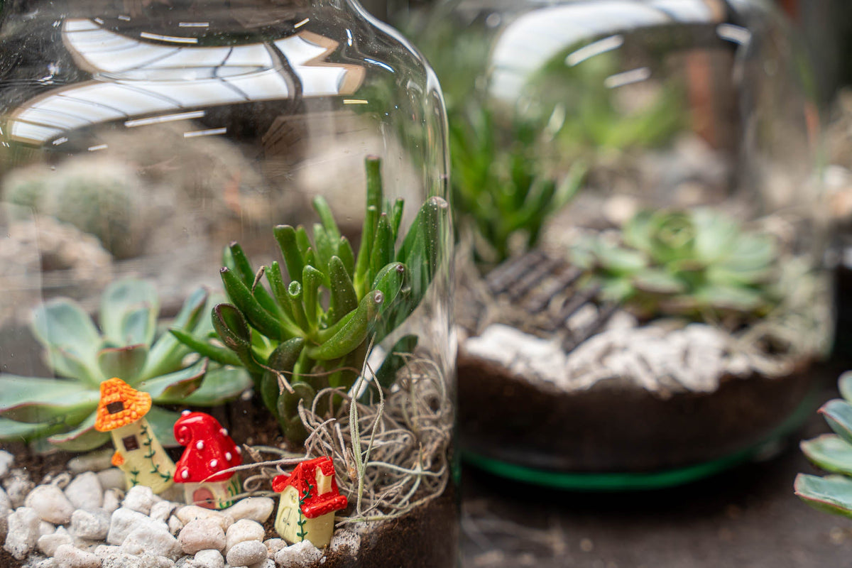 Little Joe Succulent - Open Terrarium - Bottle Garden Diy Kit - Ø 20 Cm ↑ 22 Cm