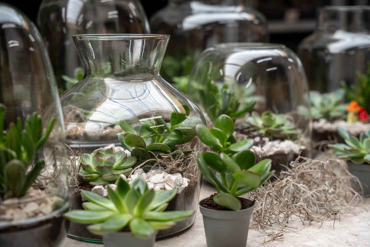 Milky Succulent - Open Terrarium - Bottle Garden Diy Kit - Ø 21 Cm ↑ 30 Cm