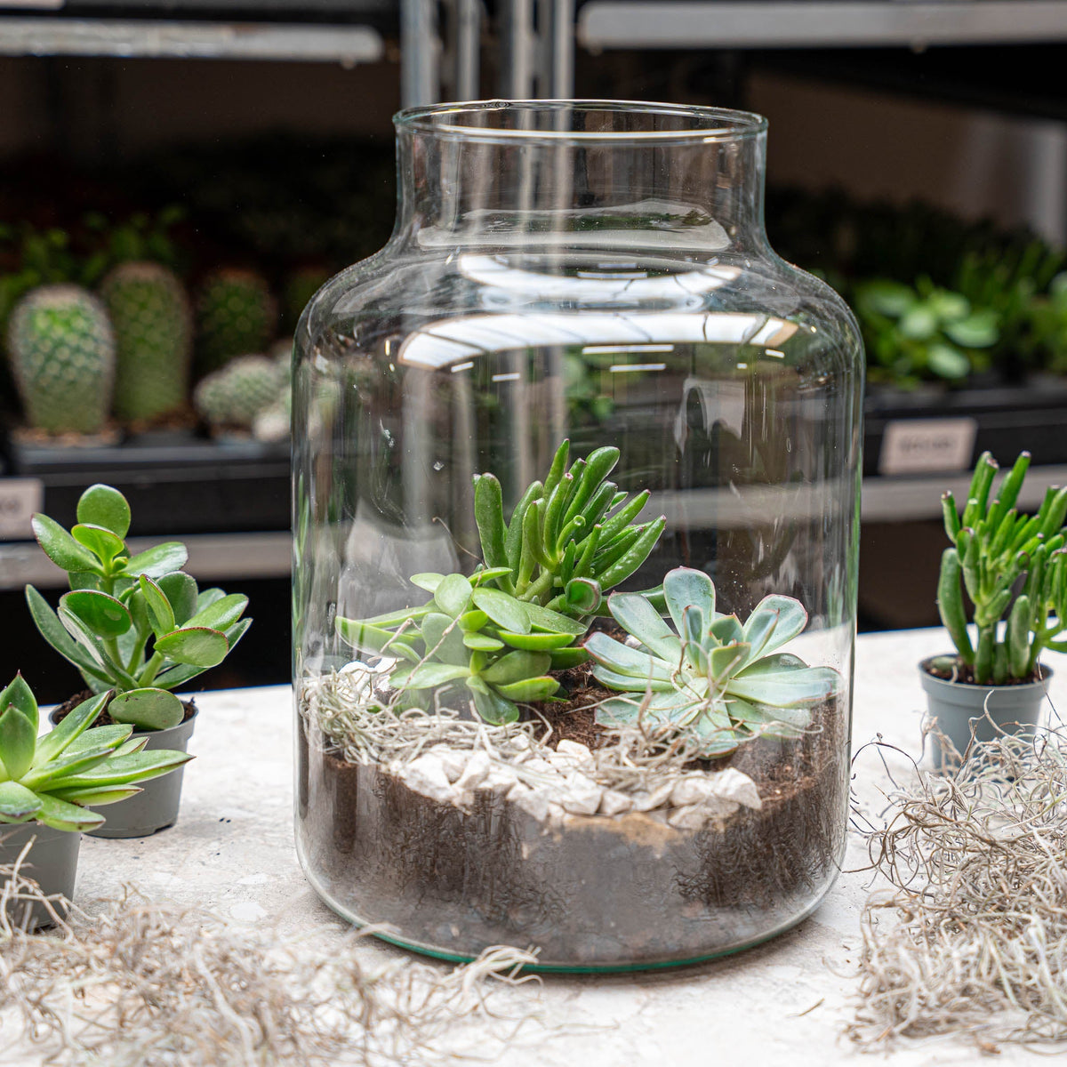 Milky Succulent - Open Terrarium - Bottle Garden Diy Kit - Ø 21 Cm ↑ 30 Cm