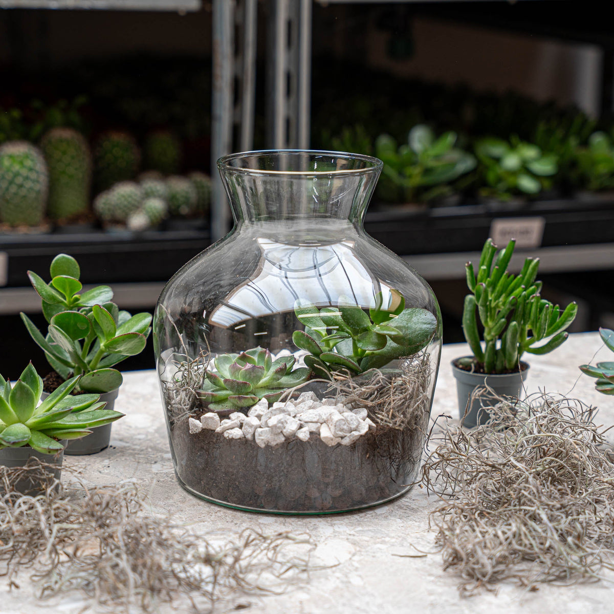 Little Joe Succulent - Open Terrarium - Bottle Garden Diy Kit - Ø 20 Cm ↑ 22 Cm