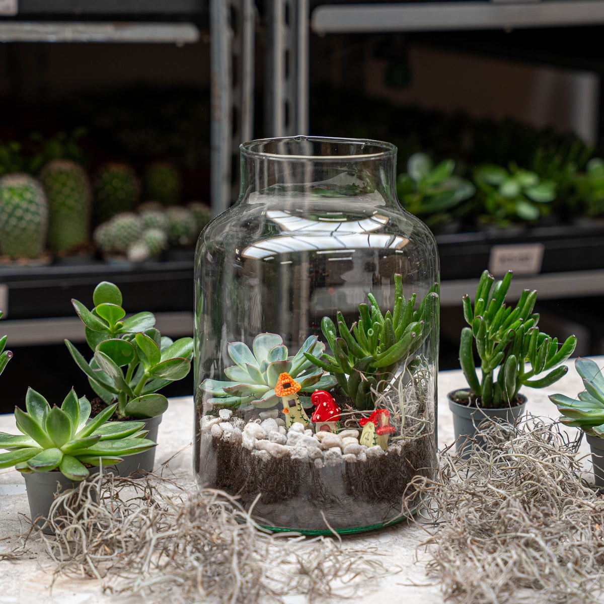 Little Milky Succulent - Open Terrarium - Bottle Garden Diy Kit - Ø 17 Cm ↑ 25 Cm