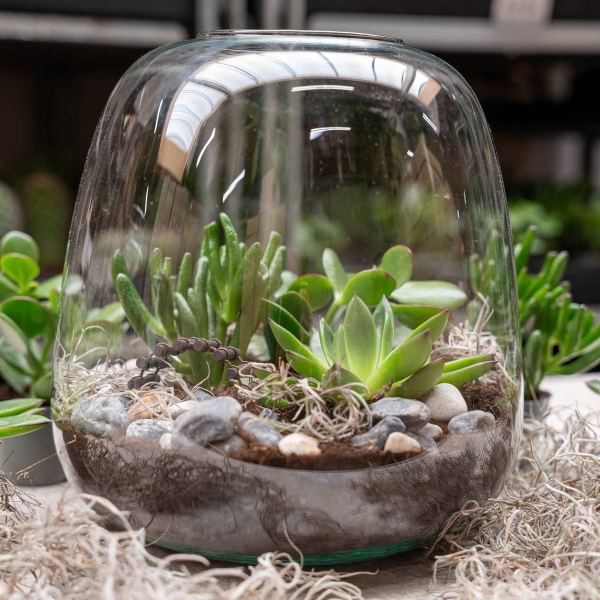 Emma Succulent - Open Terrarium - Bottle Garden Diy Kit - Ø 23 Cm ↑ 25 Cm
