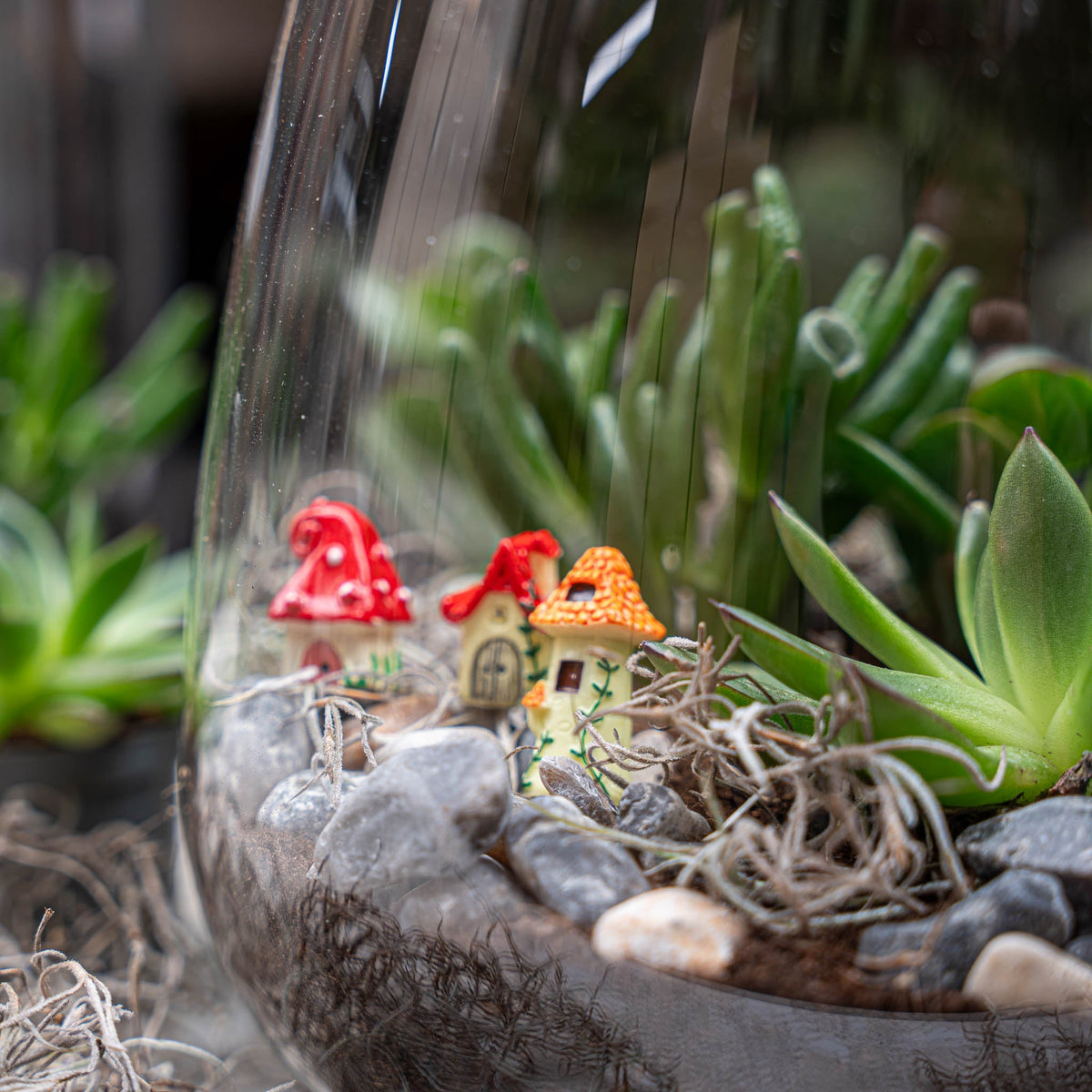 Emma Succulent - Open Terrarium - Bottle Garden Diy Kit - Ø 23 Cm ↑ 25 Cm