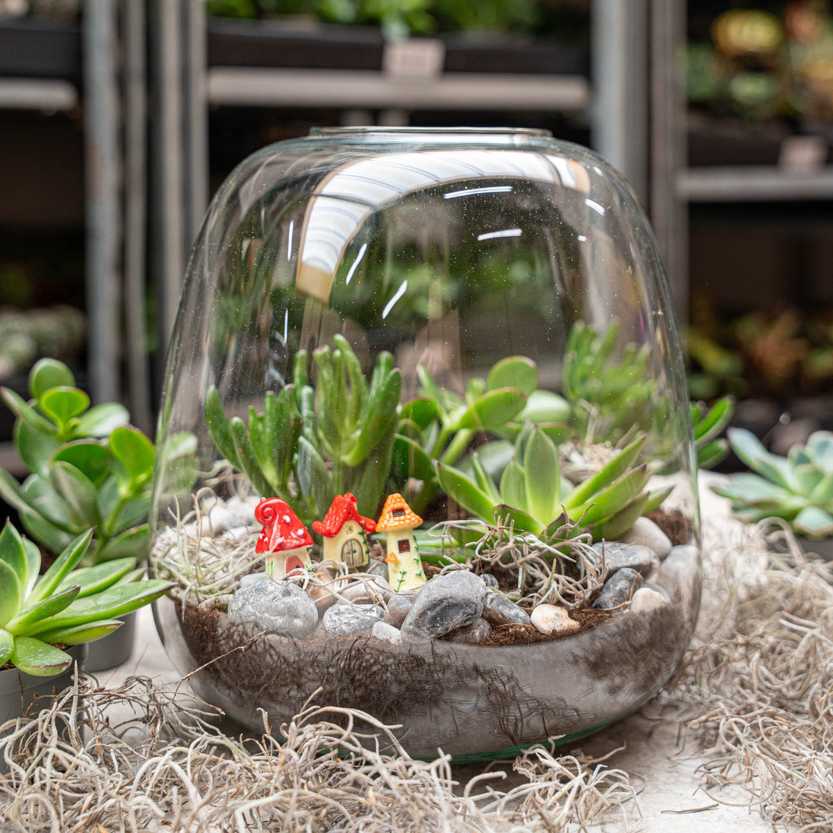Emma Succulent - Open Terrarium - Bottle Garden Diy Kit - Ø 23 Cm ↑ 25 Cm