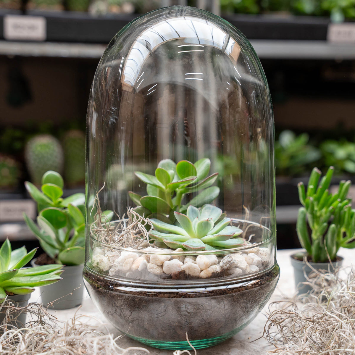 Egg Xl Succulent - Open Terrarium - Bottle Garden Diy Kit - Ø 17,5 Cm ↑ 30 Cm