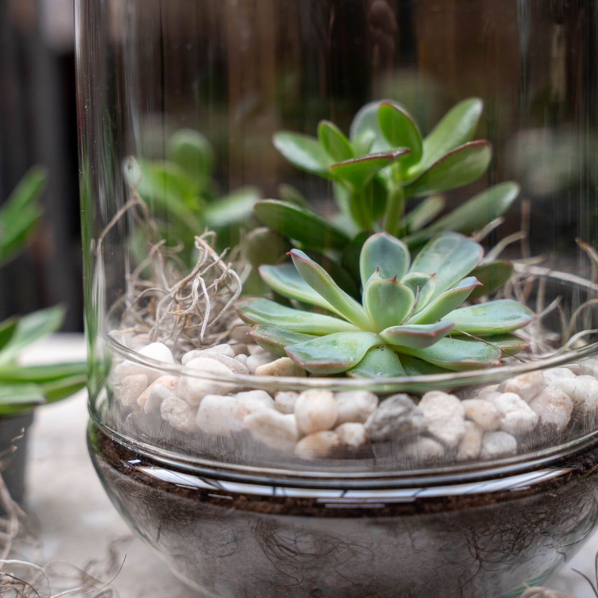 Egg Xl Succulent - Open Terrarium - Bottle Garden Diy Kit - Ø 17,5 Cm ↑ 30 Cm
