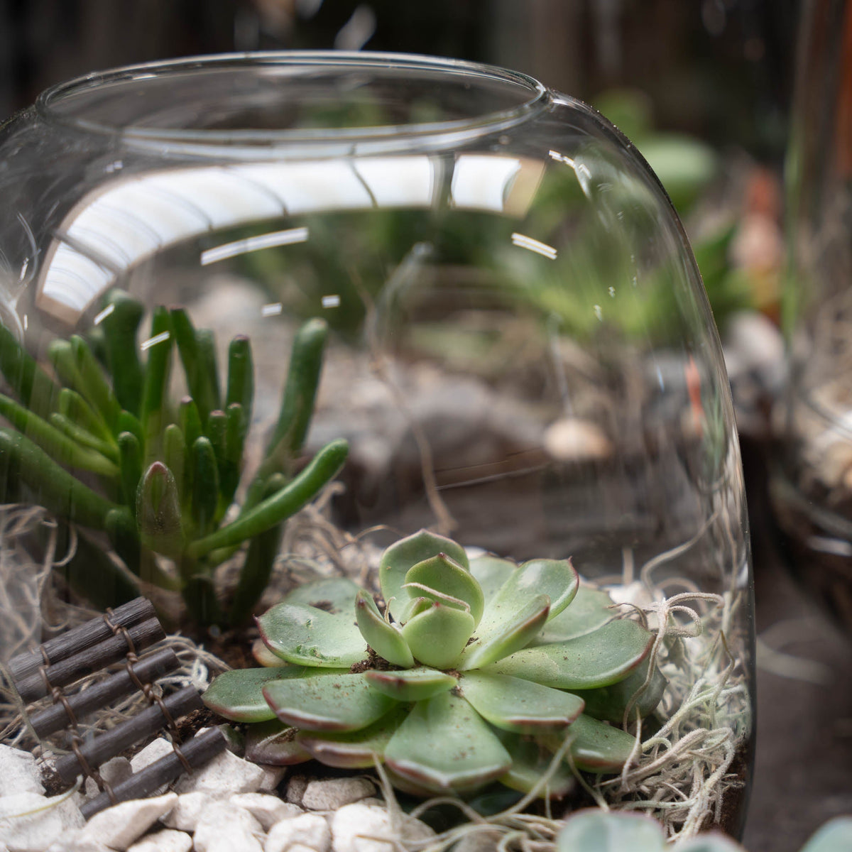 Emma Mini Succulent - Open Terrarium - Bottle Garden Diy Kit - Ø 19 Cm ↑ 20 Cm