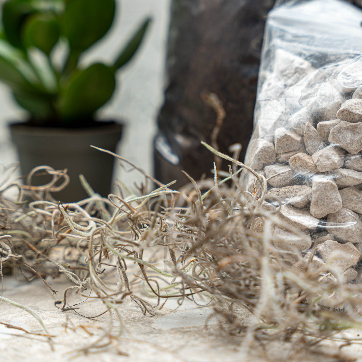 Succulents S/M - Plant Terrarium Refill & Starter Kit - 2 Succulents - Diy