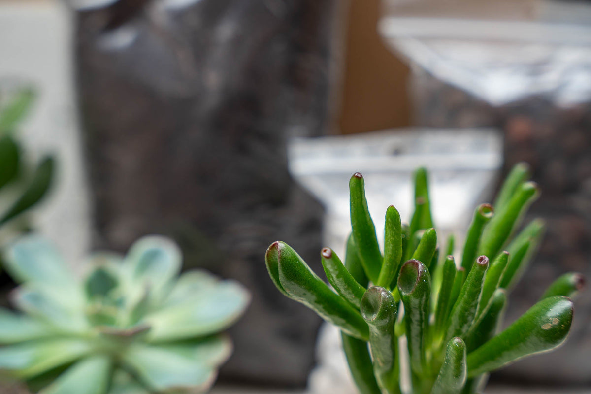 Succulents S/M - Plant Terrarium Refill & Starter Kit - 2 Succulents - Diy