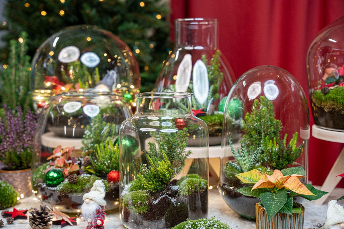 Frost Winter Terrarium - Bottle Garden Diy Kit - Ø 17 Cm ↑ 25 Cm