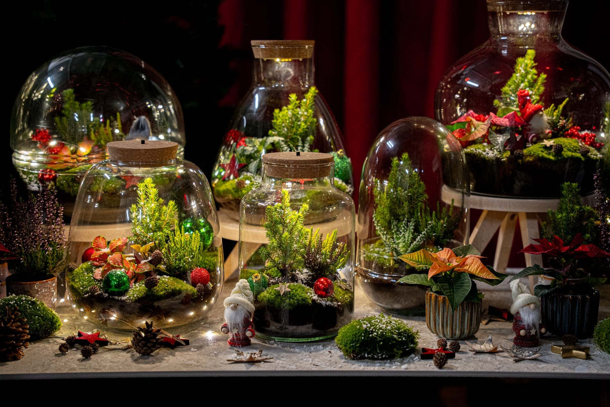 Frost Winter Terrarium - Bottle Garden Diy Kit - Ø 17 Cm ↑ 25 Cm